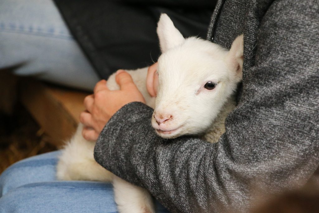 Auf der Schapenboerderij Texel können Gäste in den Alltag der Schaffarm eintauchen und sogar mit den Lämmchen und vielen anderen Hoftieren kuscheln.