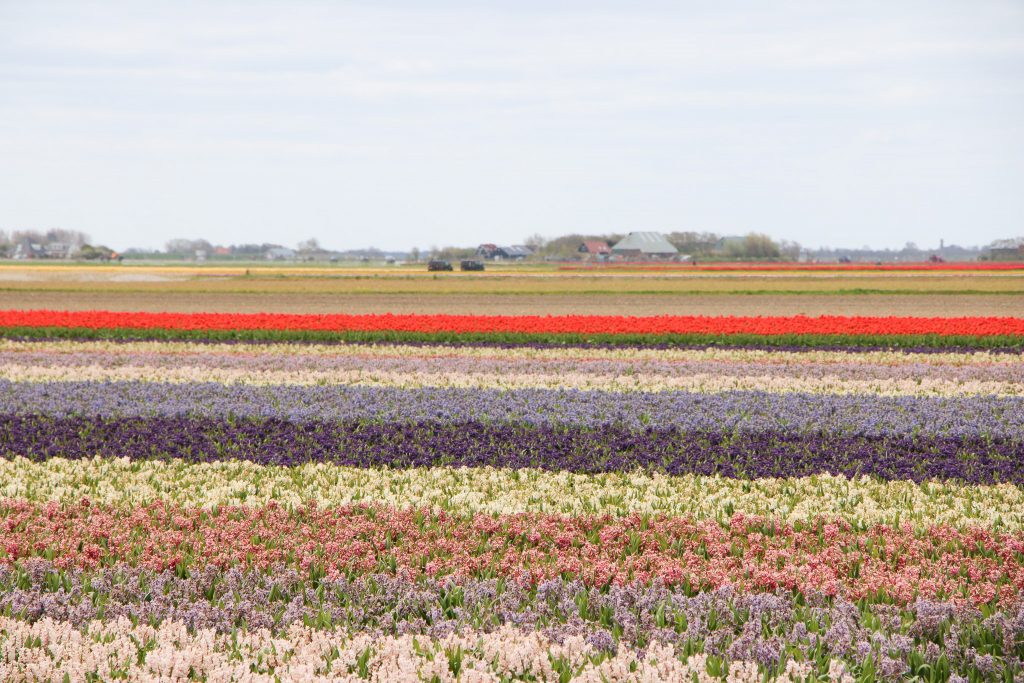 Auf der Insel selbst und unterwegs durch Holland gibt es immer wieder traumhafte Ausblicke auf bunte Blumenfelder. Aber auch andernorts lohnen sich Zwischenstopps.