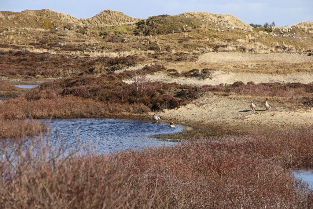 Was viele Orte an der Nordsee gemeinsam haben: Sie sind wie dieser Fleck in den Dünen auf Amrum ein Paradies für Wasser-, Wild und Zugvögel. Foto: Sandra 